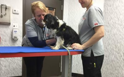 How Much Does Your Pet Really Cost? Find Out with This FREE worksheet
