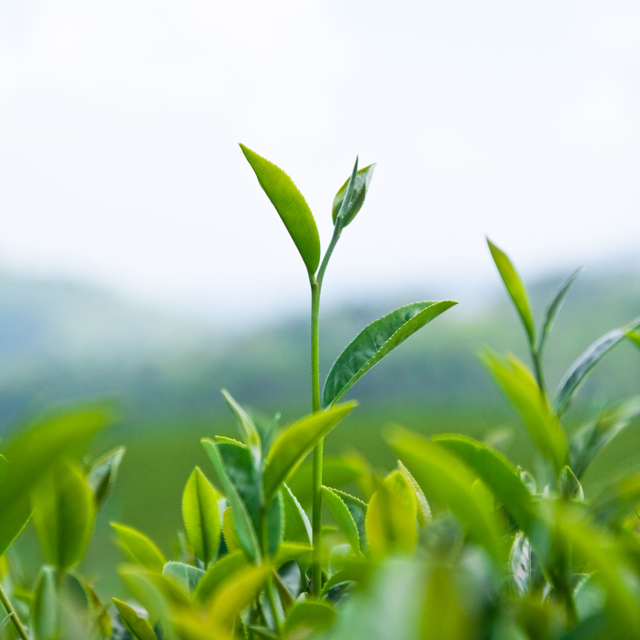 Tea Leaf with Plantation in garden - financial coaching