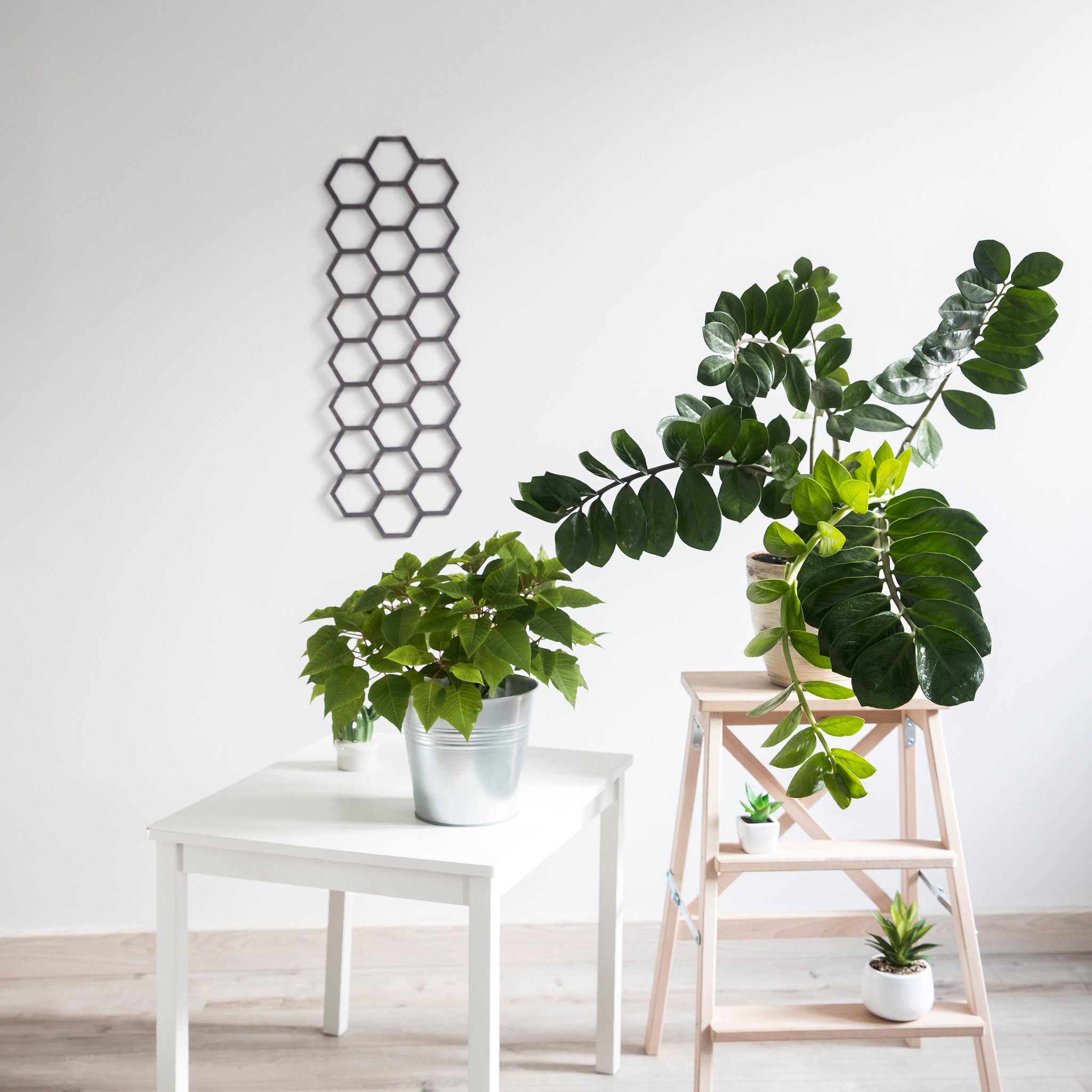 Zamioculcas plant in clay pot and Poinsettia on the stool in white modern interior. decorative diamond-shaped panel on the wall. Scandinavian style