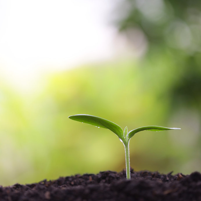 Small growing green plant square