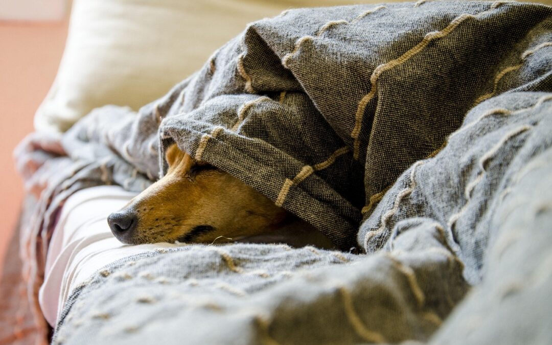 Dog whose humans are dealing with retirement and divorce.